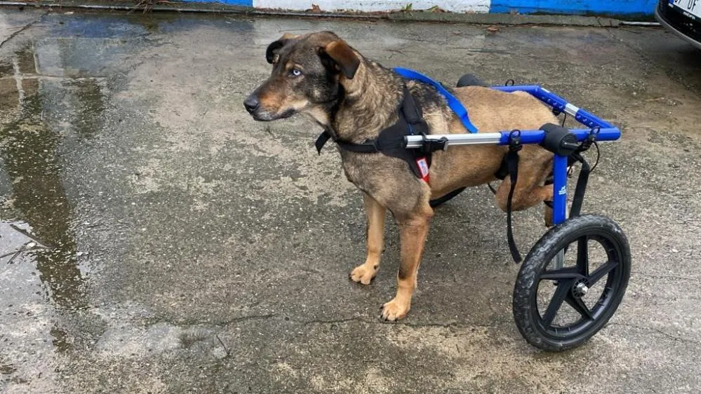 Arabanın çarptığı sokak köpeği gönüllülerin desteği ile hayata tutundu...