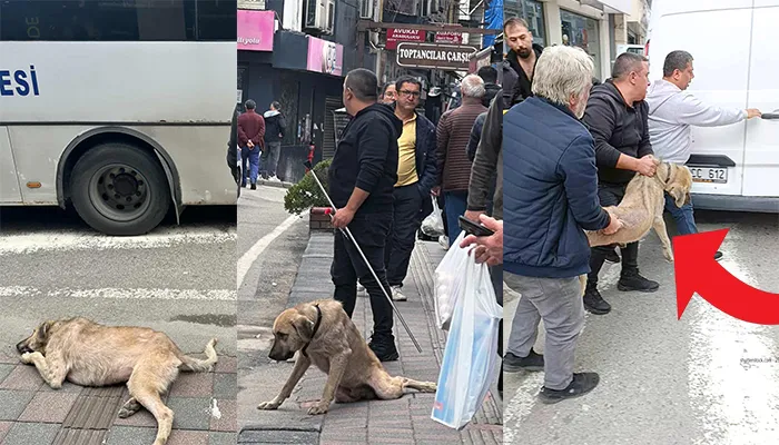 Skandal… Salgın hastalıklı köpeği çıplak elle aldılar…