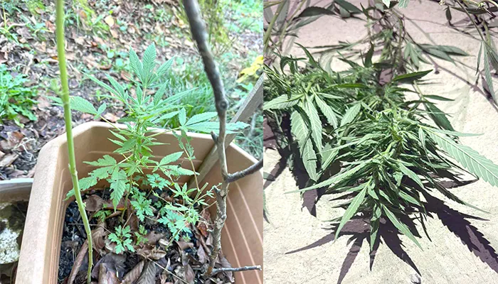 Kozlu’da uyuşturucu operasyon: Kenevir ve ruhsatsız av tüfeği ele geçirildi...