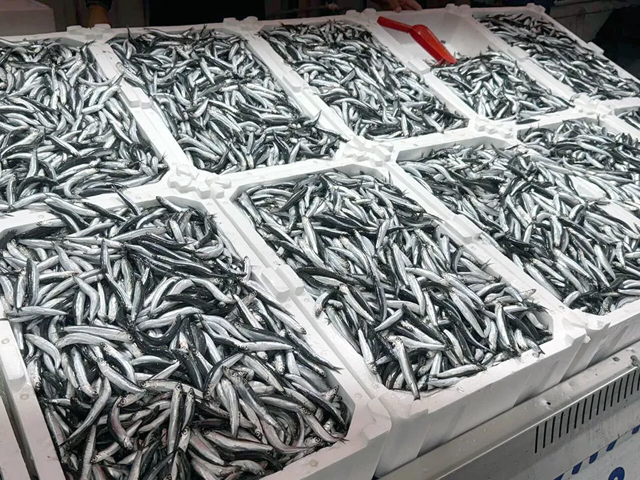 Yağmur, Hamsiyi vurdu: Kilosu 150 TL’ye fırladı...