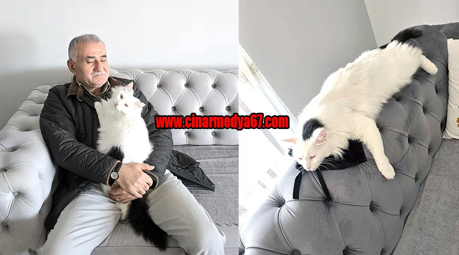 Kozlu’da kayıp olduğu düşünülen eğitimli kedi için sahip aranıyor...