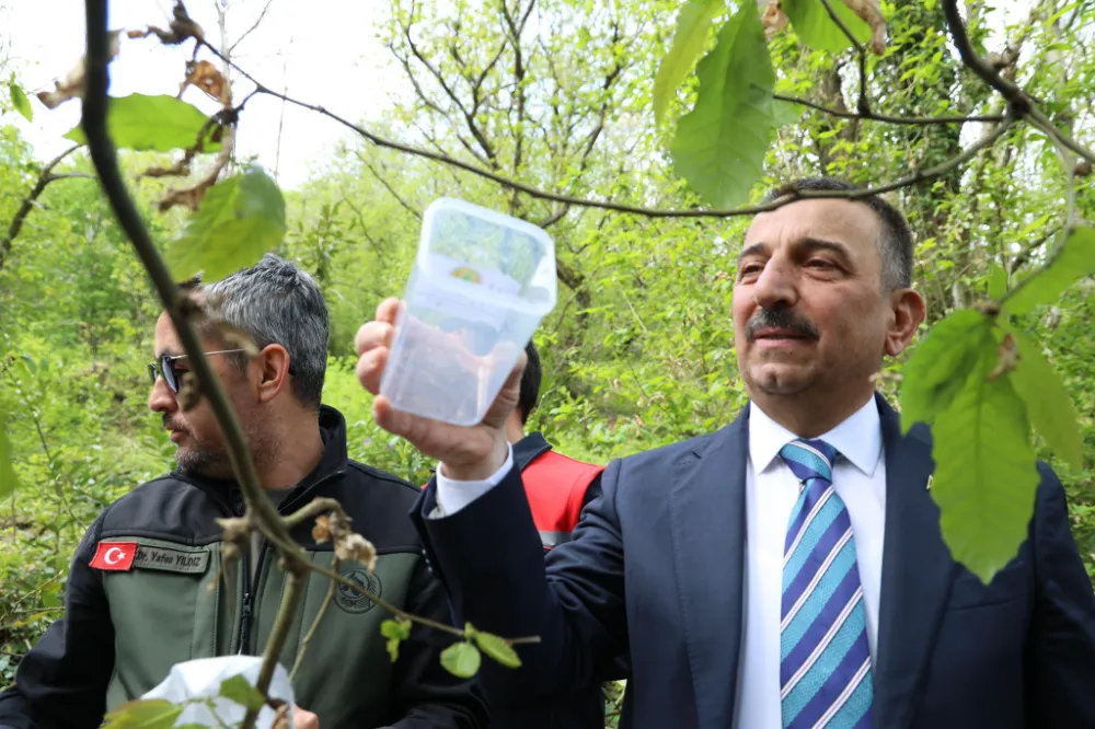 Zonguldak’ta Gal Arısına Karşı 76 Bin Faydalı Böcek Doğaya Salındı