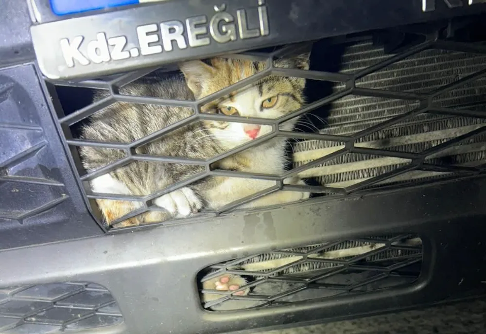 Otomobilin içine giren kedi kurtarıldı....
