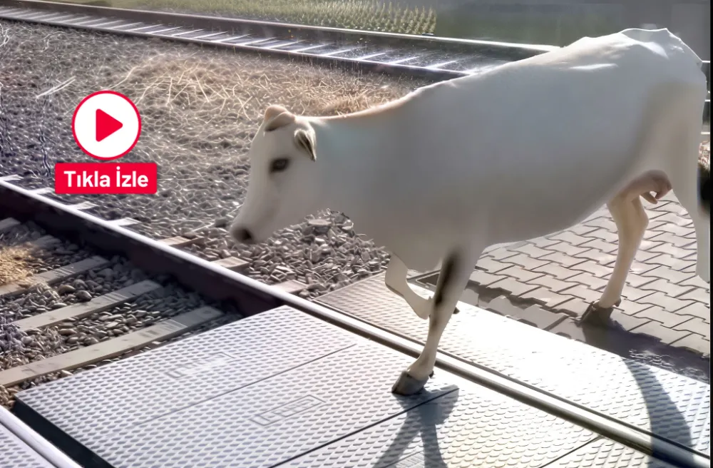 Zonguldak’ta buzağıdan yaya geçidi dersi