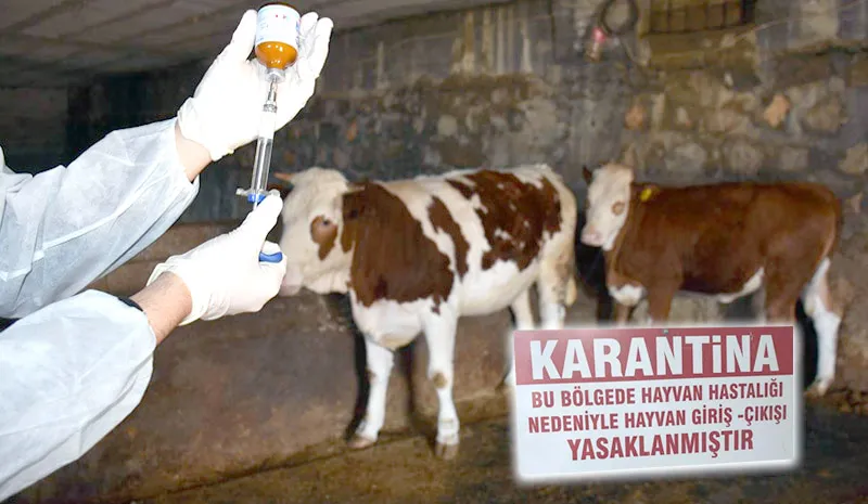 Zonguldak’ta şap alarmı: 4 ilçede toplam 81 köy karantina altına alındı...