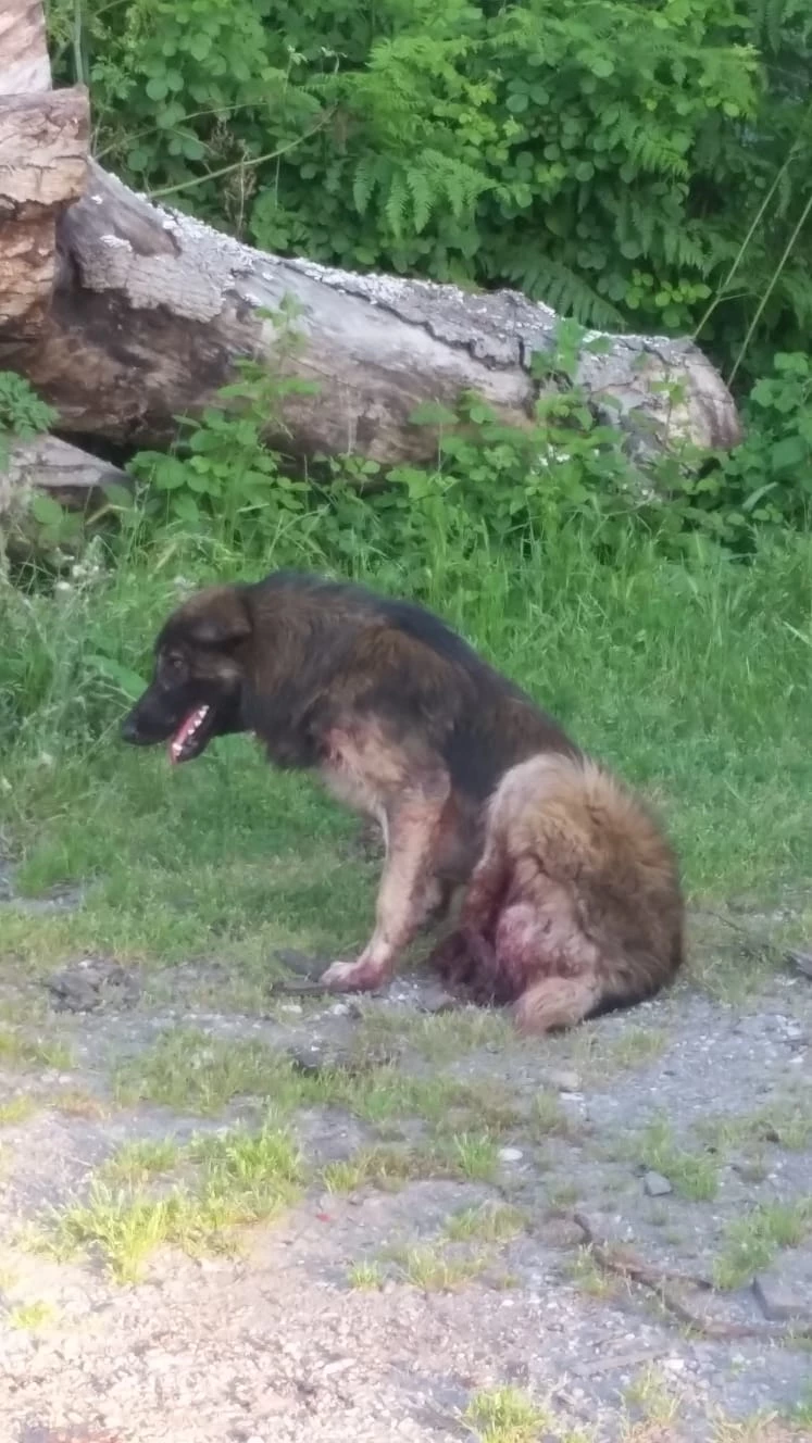 Yolcu Treni köpeği biçti...